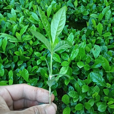 黄栀子牙苗