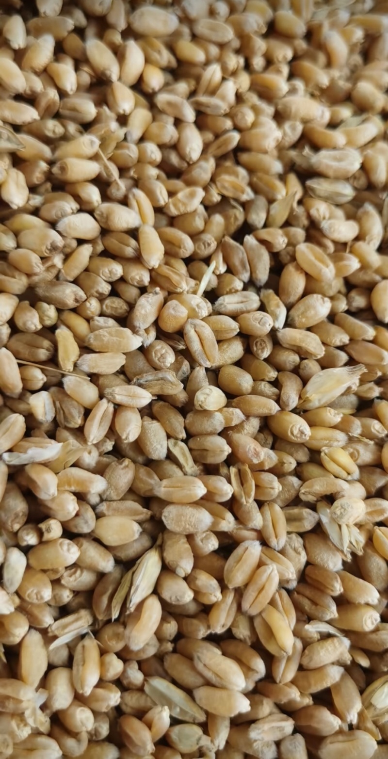辽阳小麦