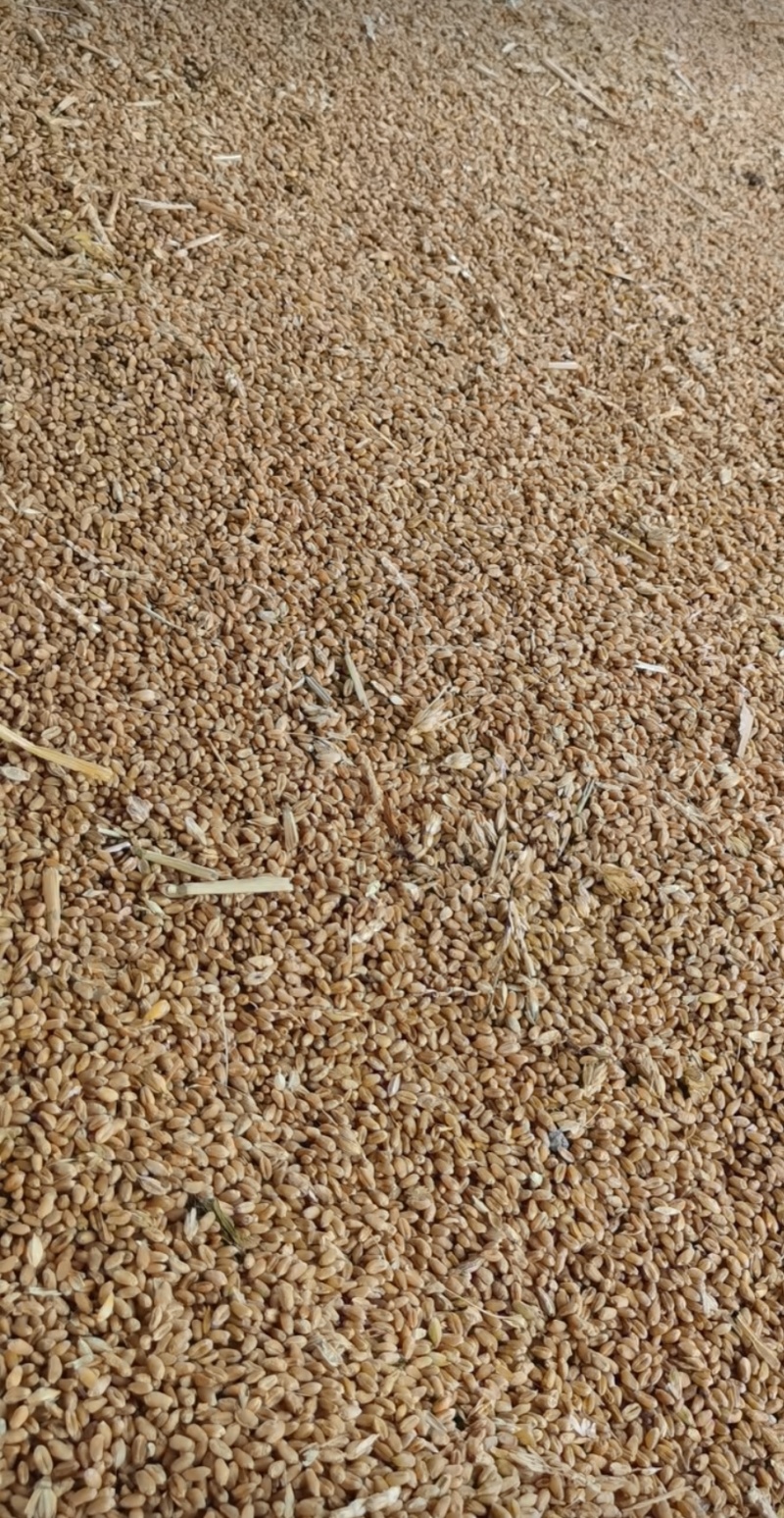 辽阳小麦