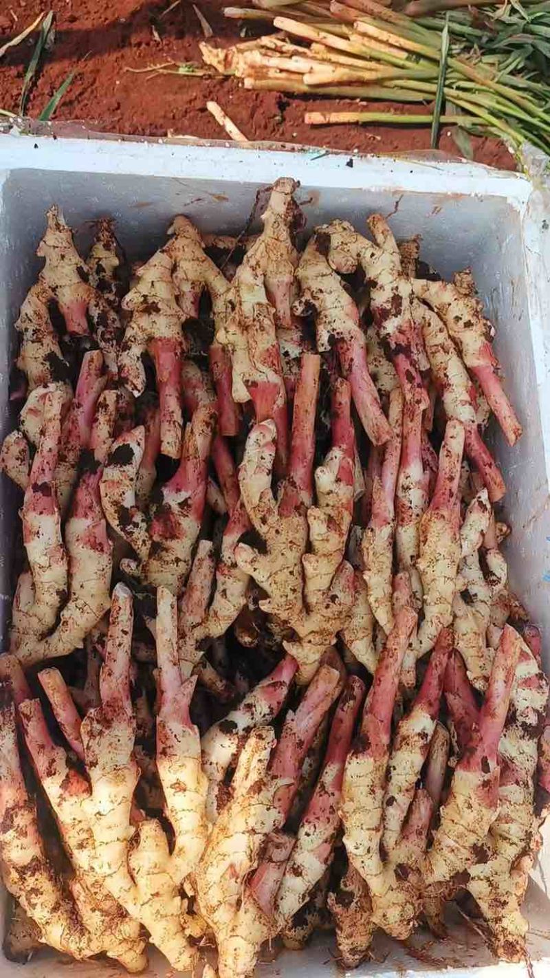 新鲜带泥仔姜