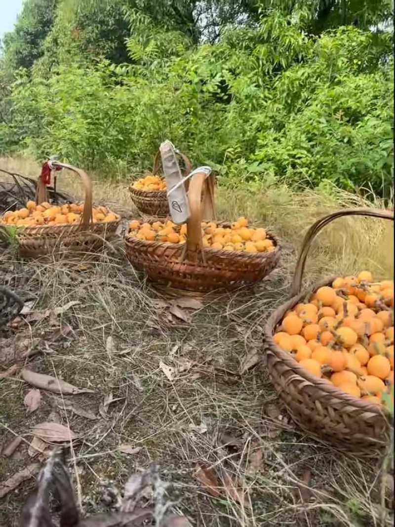 枇杷