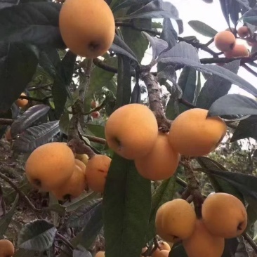 枇杷