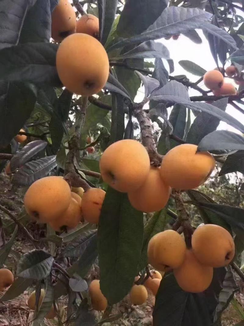 枇杷