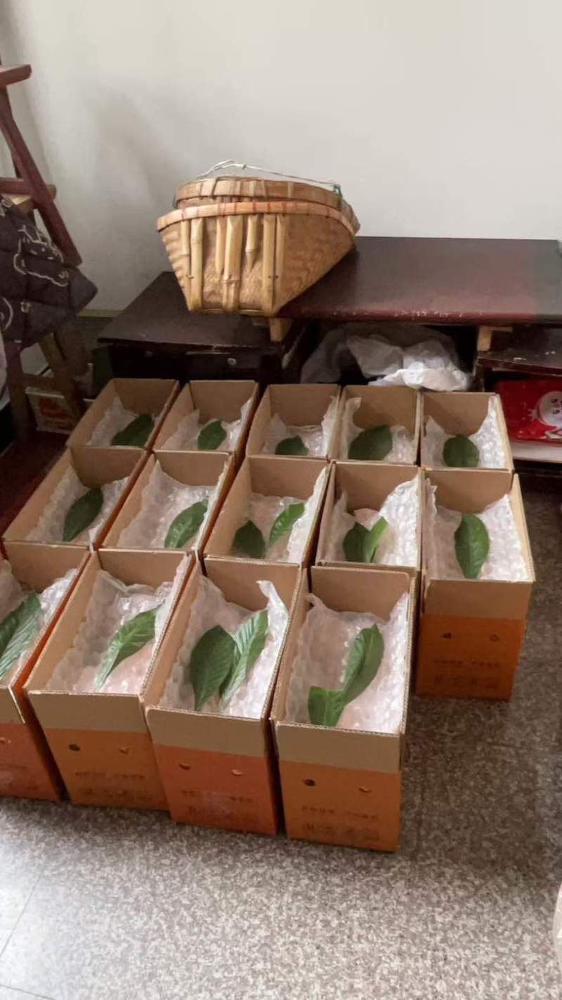 枇杷
