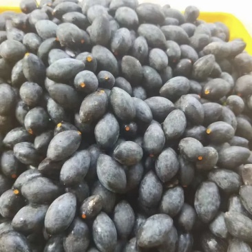黑橄榄