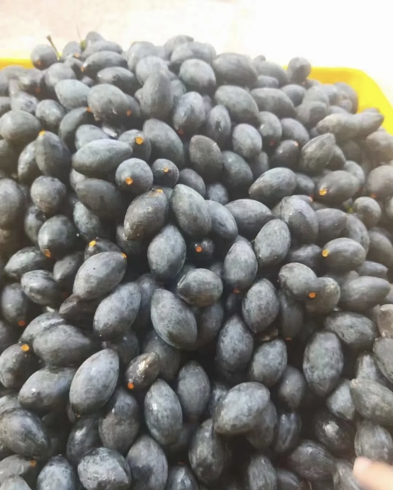 黑橄榄
