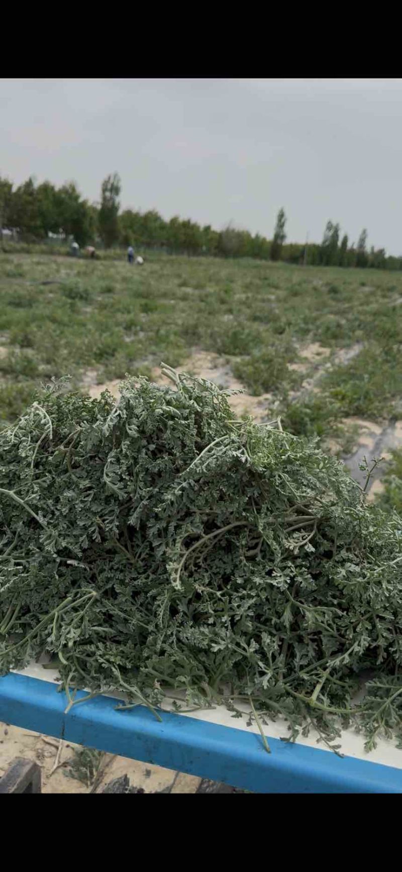 新疆阿魏草