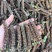 夏枯草中药材，2025新货，人工采摘，***无污染