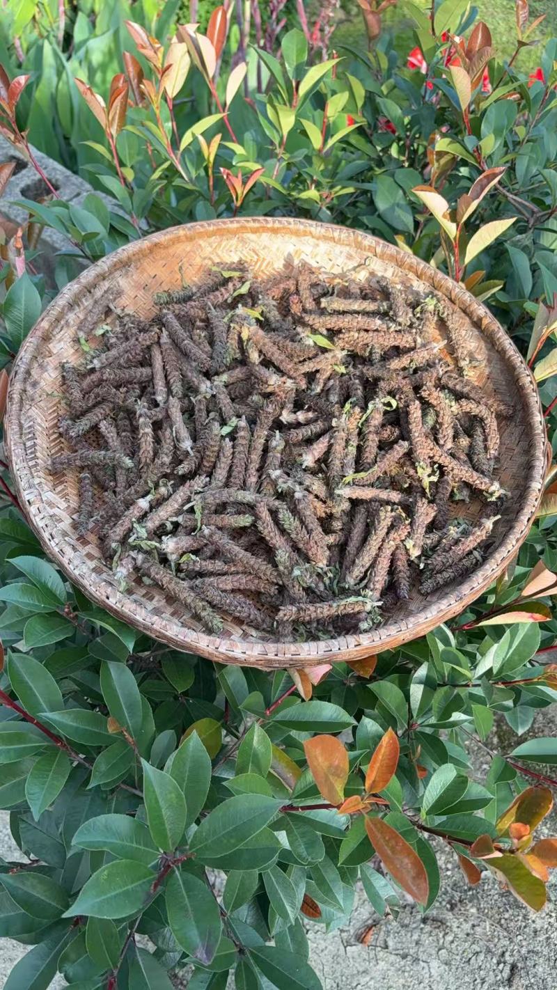 夏枯草中药材，2025新货，人工采摘，***无污染