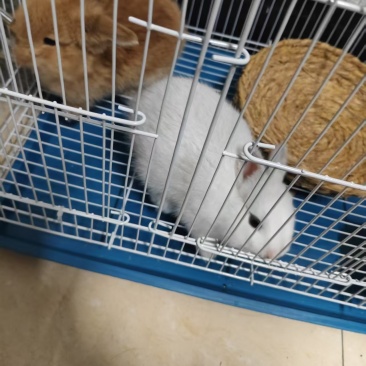 已打疫苗，漂亮的兔子