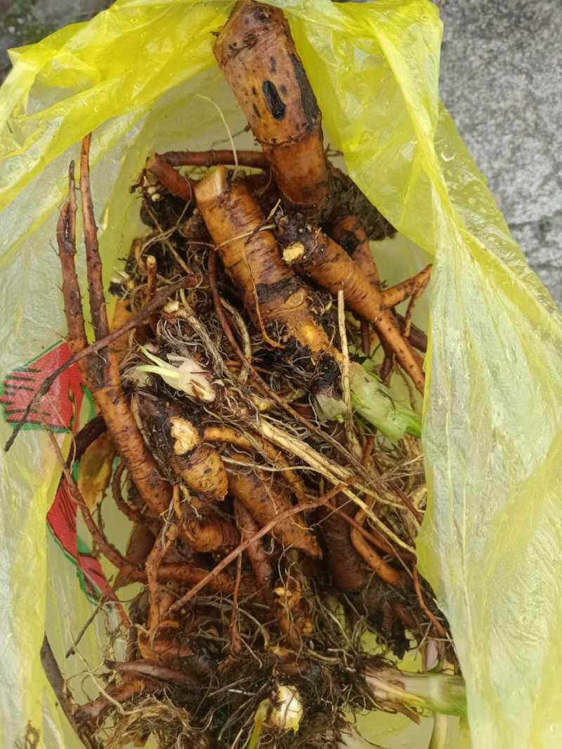 江西金溪野生土大黄基地直供量大价优支持视频看货