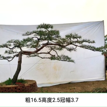 造型松赤松