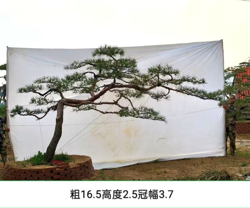 造型松赤松
