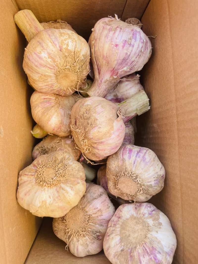 正宗山东精品干蒜，紫皮蒜，只做精品一件代发