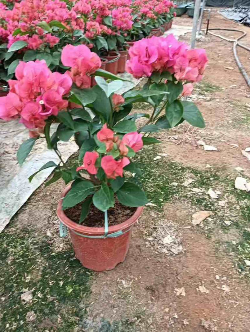 三角梅20-150，各种规格，大量低价出售