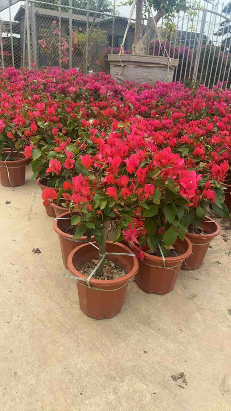 三角梅20-150，各种规格，大量低价出售