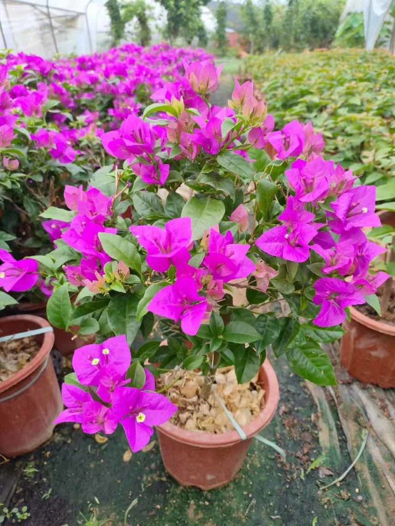 三角梅20-150，各种规格，大量低价出售