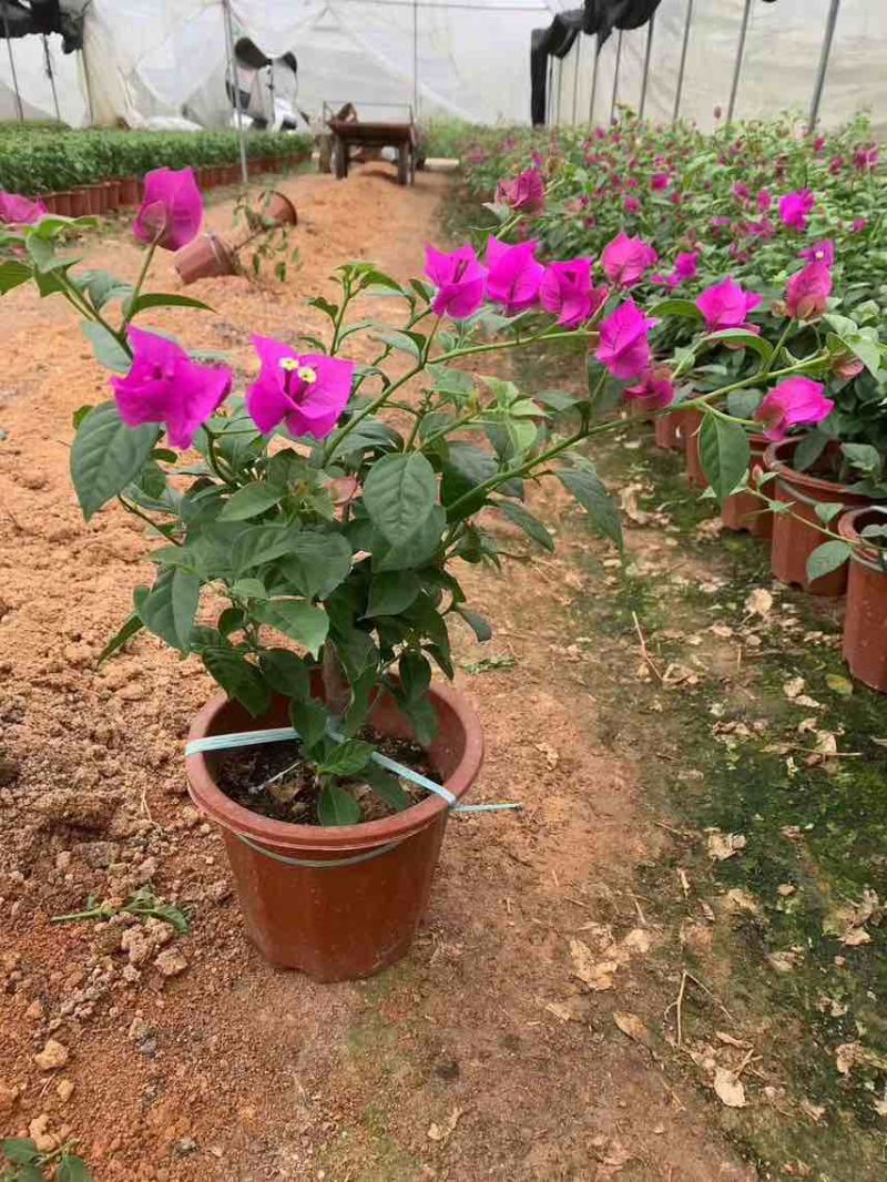 三角梅20-150，各种规格，大量低价出售