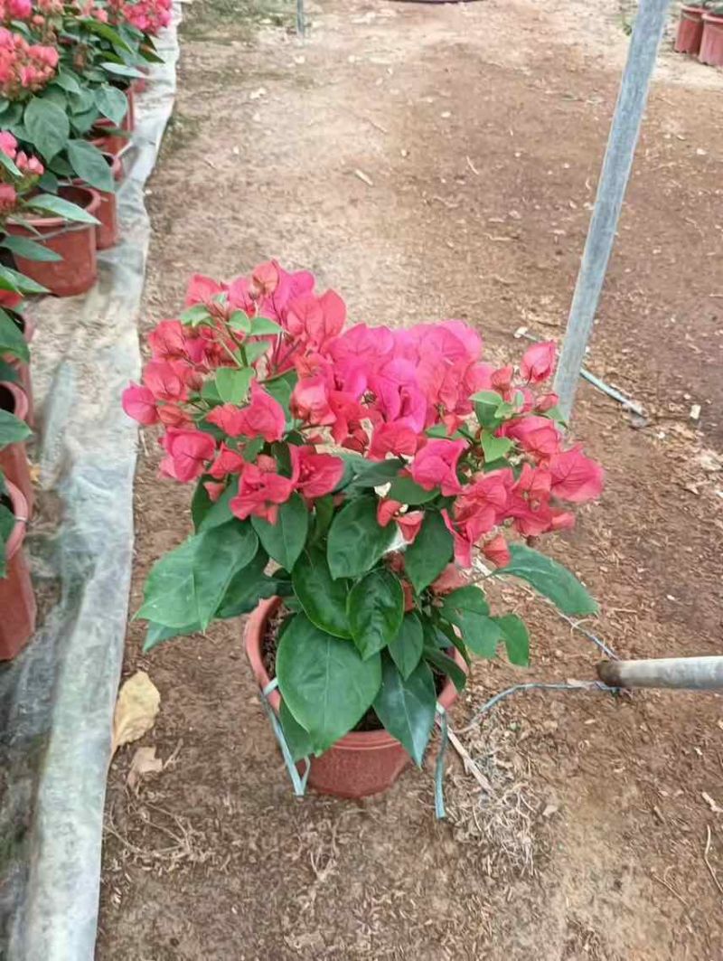 三角梅20-150，各种规格，大量低价出售