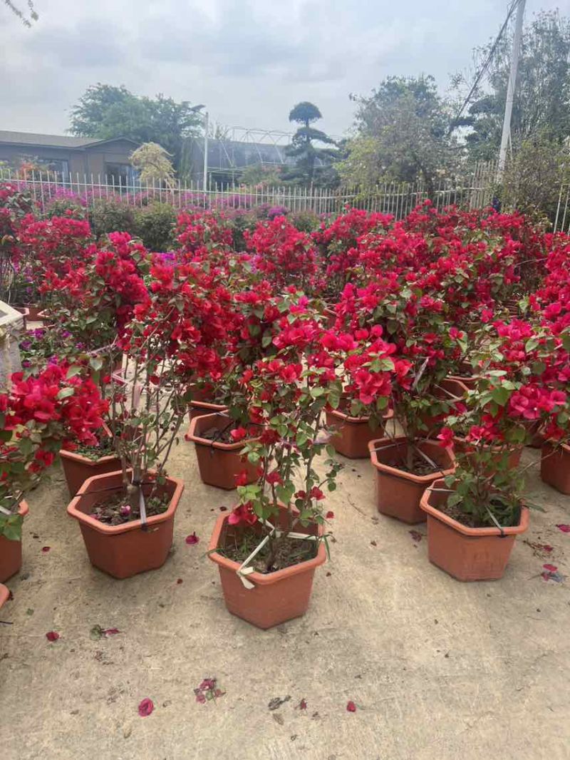 三角梅20-150，各种规格，大量低价出售