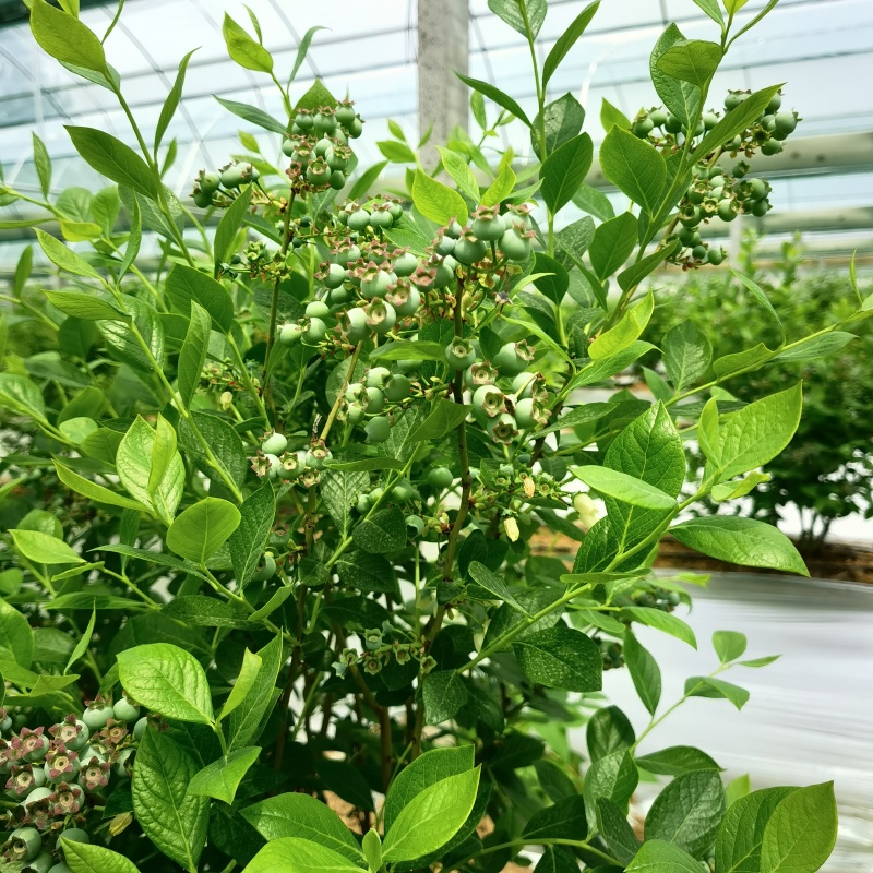 蓝莓