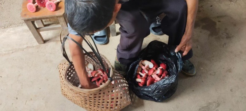 野生菌，新鲜刚摘的，现买现摘，也可发快递
