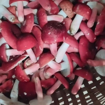 野生菌，新鲜刚摘的，现买现摘，也可发快递