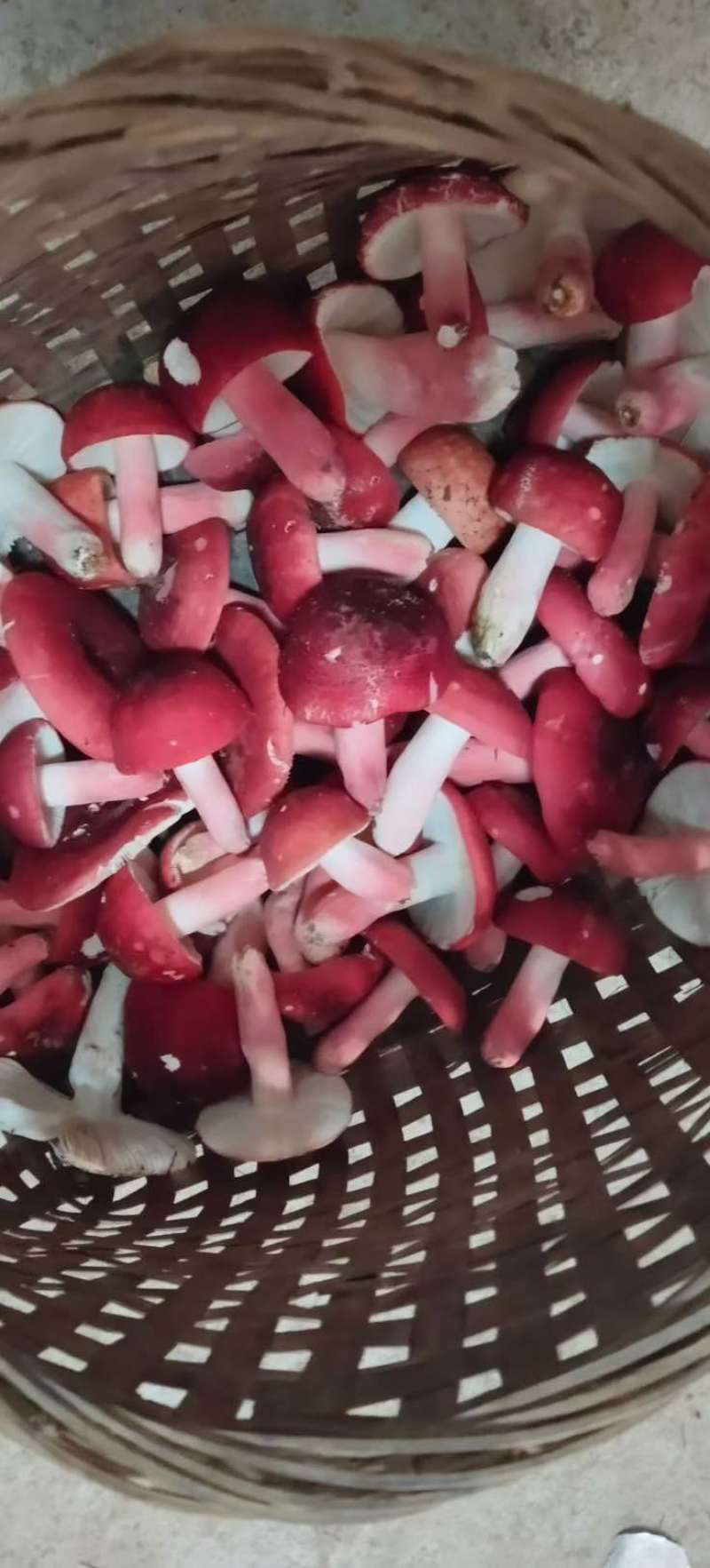 野生菌，新鲜刚摘的，现买现摘，也可发快递