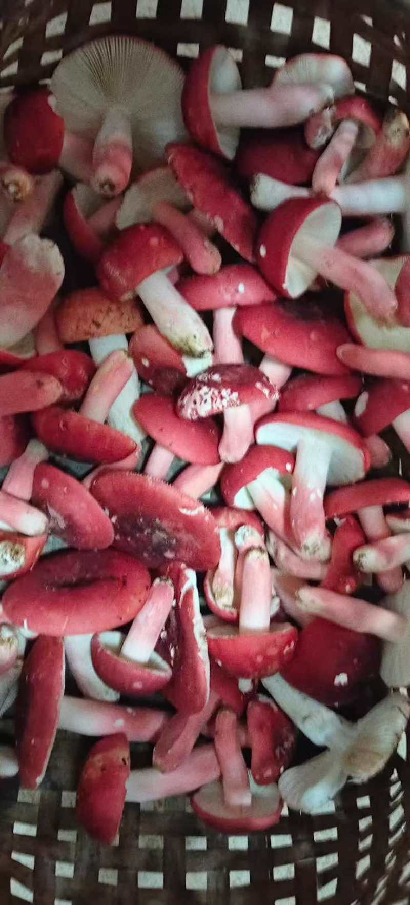 野生菌，新鲜刚摘的，现买现摘，也可发快递