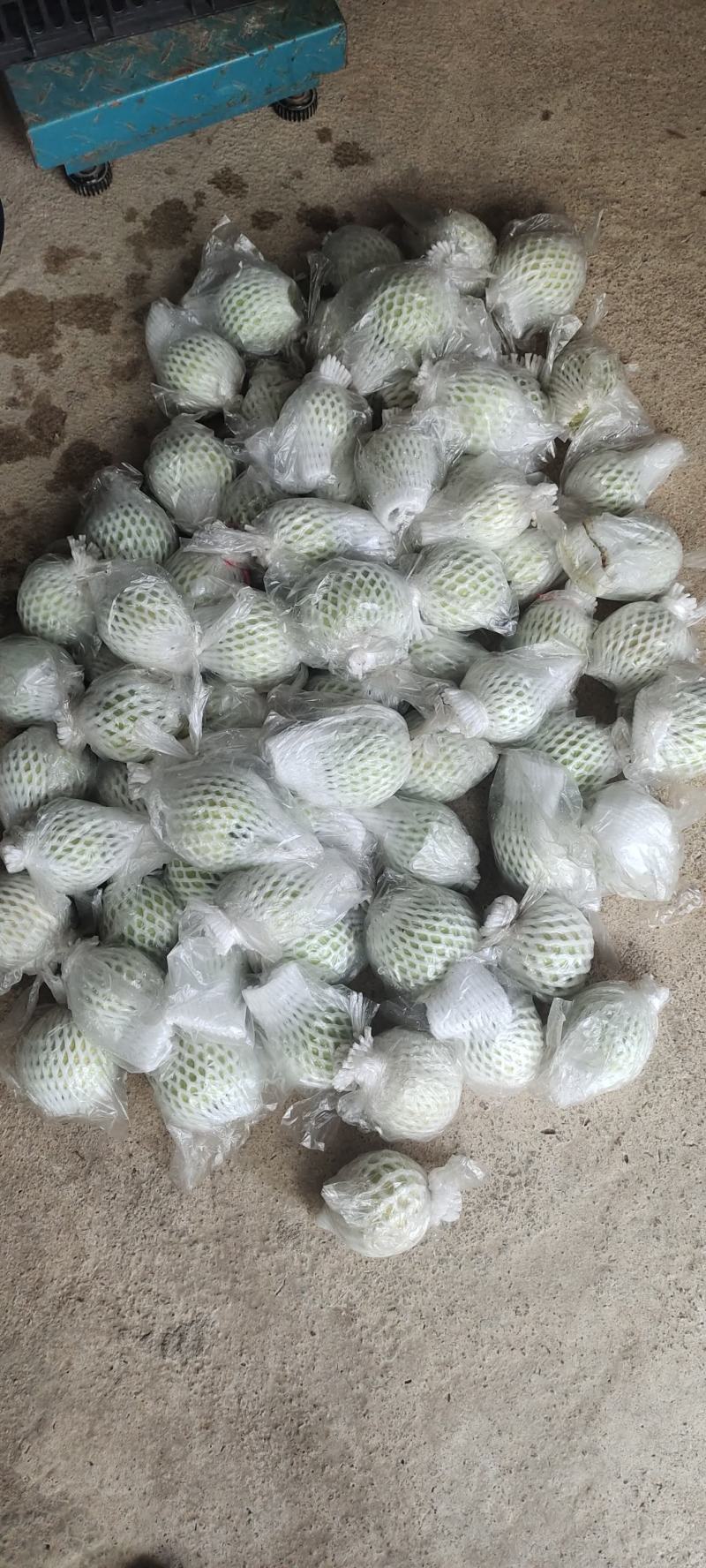 番石榴红心红宝石芭乐