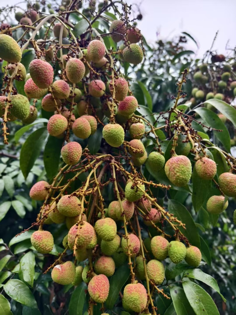 现摘新鲜荔枝白糖罂妃子笑当季桂味黑叶荔枝新鲜水果电商一件代发