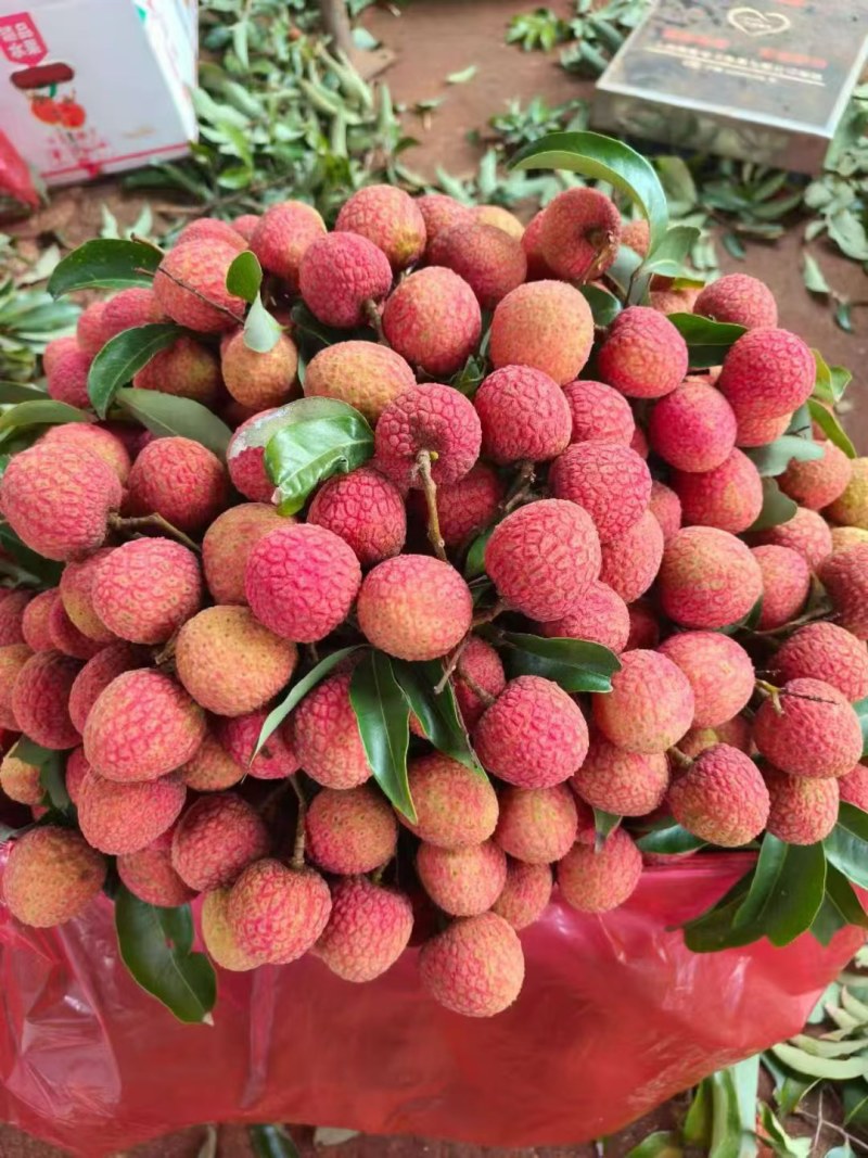 荔枝大量上市中，大量接单
