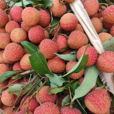 荔枝大量上市中，大量接单
