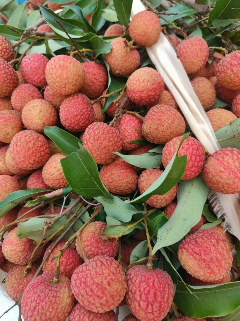 荔枝大量上市中，大量接单