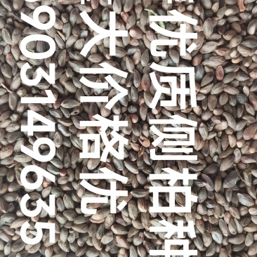 优质侧拍种子国家二级以上柝准。