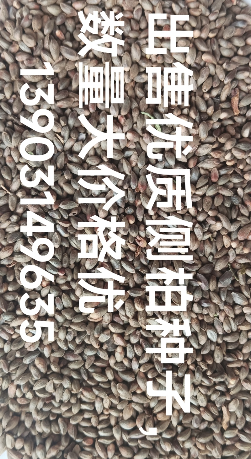 优质侧拍种子国家二级以上柝准。