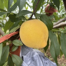 黄桃
