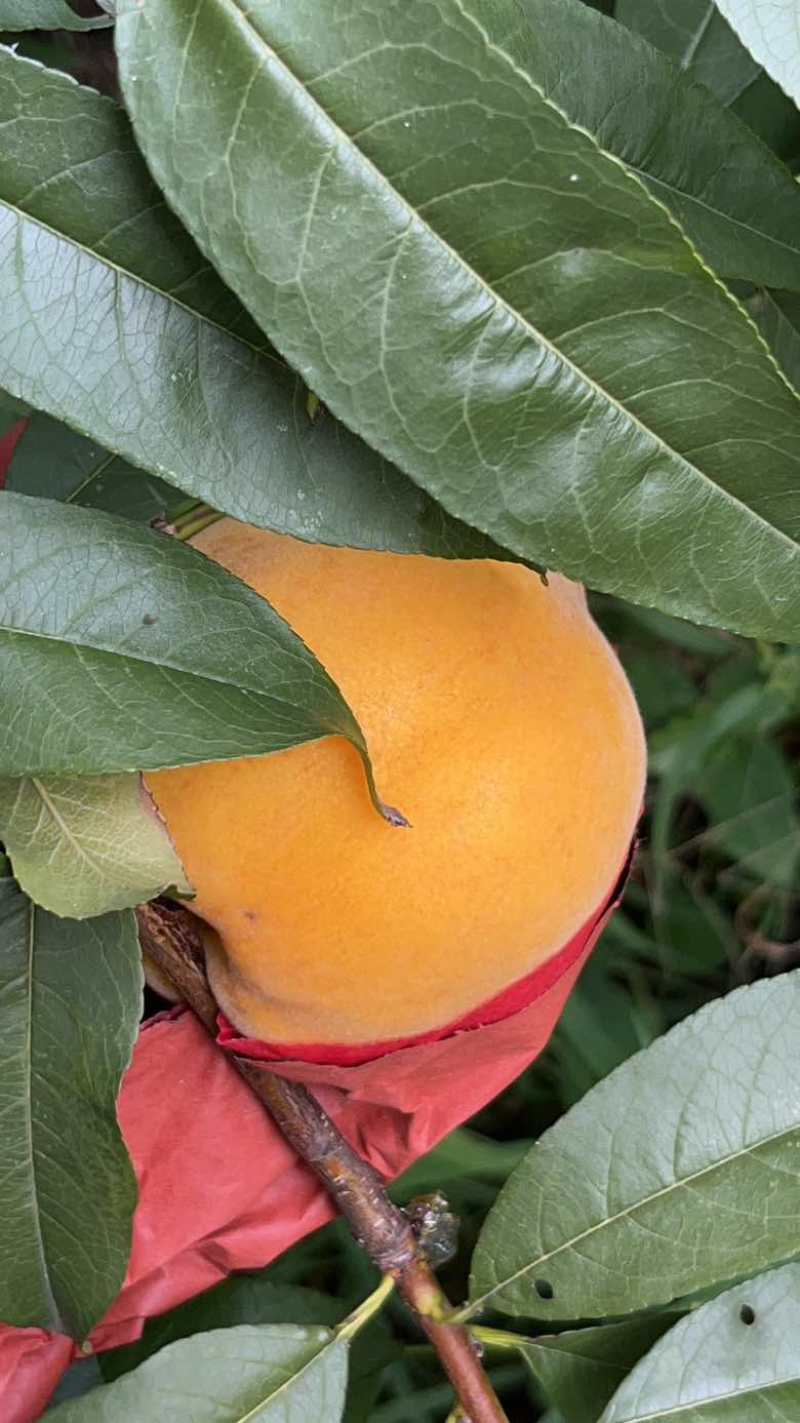 黄桃