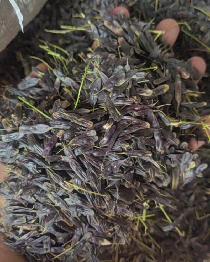 山东临沂产板蓝根种子