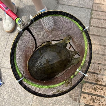 甲鱼