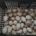 鹅蛋种蛋