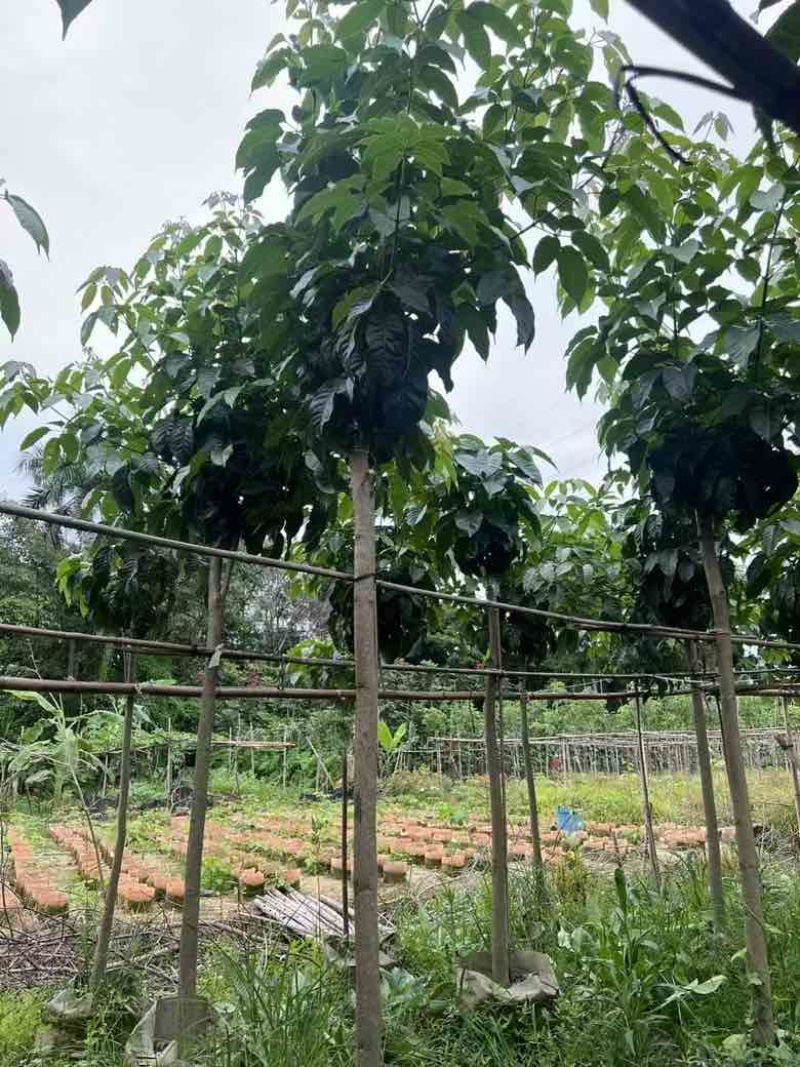 紫花风铃木3-15公分源头基地直销规格齐全