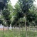 紫花风铃木3-15公分源头基地直销规格齐全