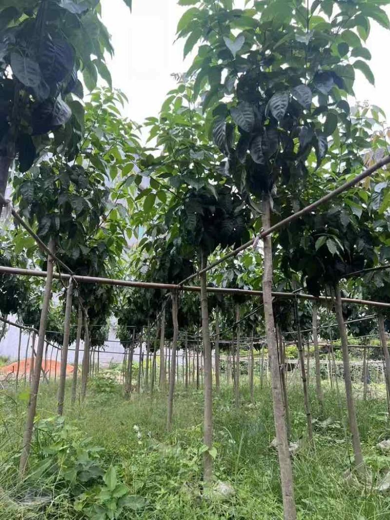 紫花风铃木3-15公分源头基地直销规格齐全