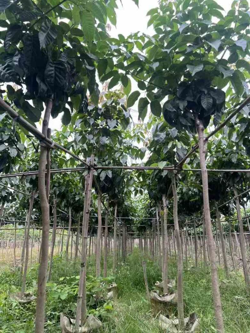 紫花风铃木3-15公分源头基地直销规格齐全