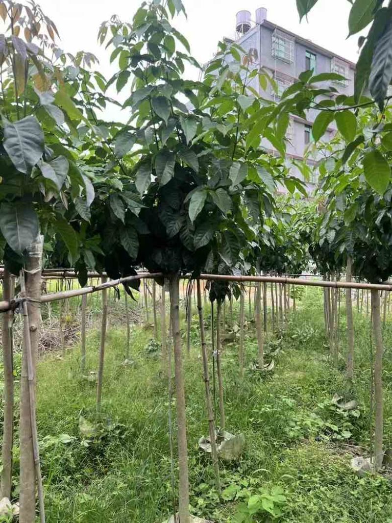 紫花风铃木3-15公分源头基地直销规格齐全