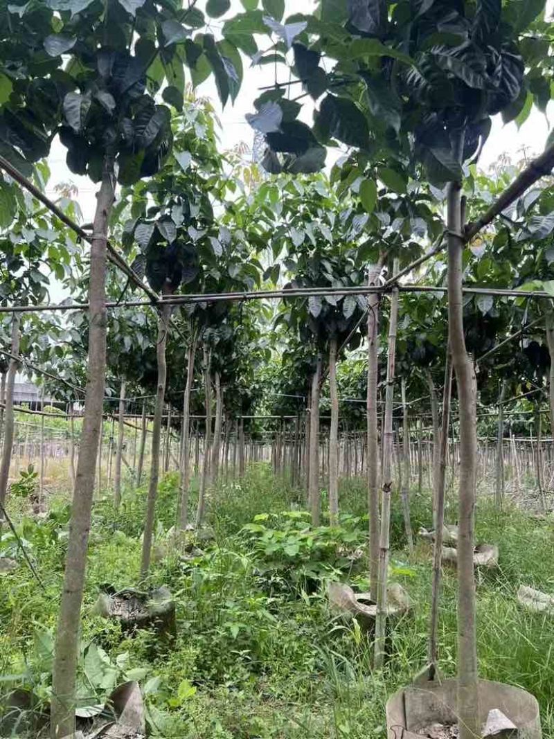紫花风铃木3-15公分源头基地直销规格齐全
