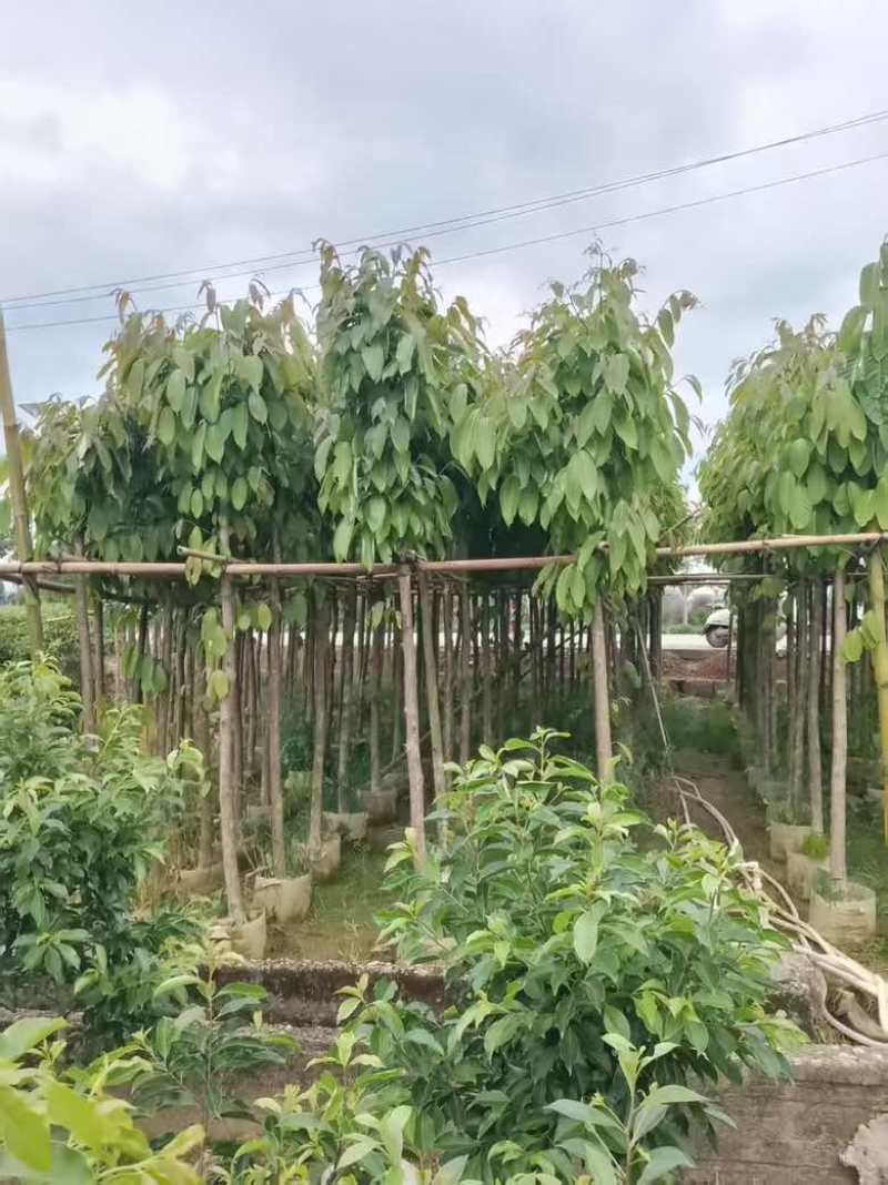 大花紫薇3-15公分源头基地直销规格齐全欢迎各位老板来电