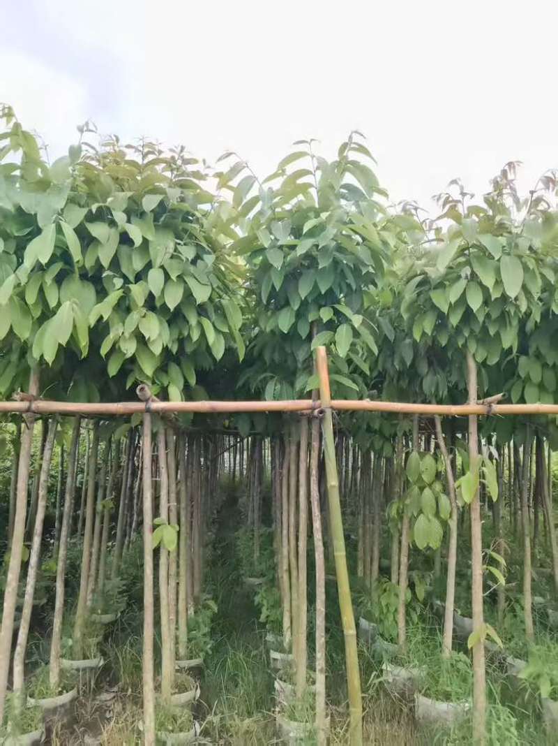 大花紫薇3-15公分源头基地直销规格齐全欢迎各位老板来电