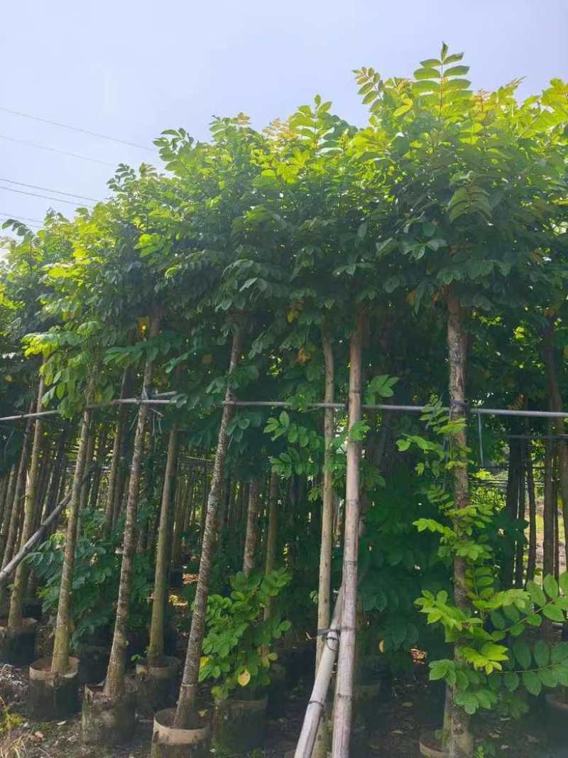 火焰木3-15公分源头基地直销规格齐全质量优质